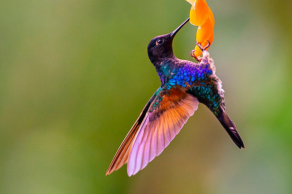 Velvet-purple Coronet