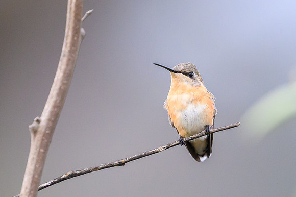 Short-tailed Woodstar