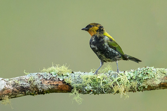 Silvery Tanager