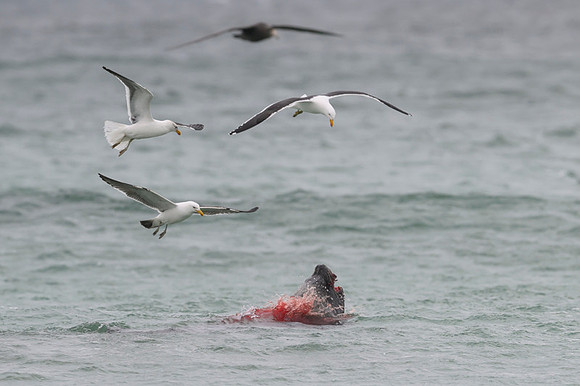 Kelp gull