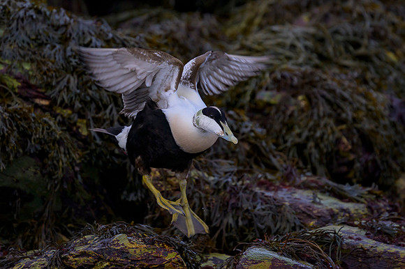 Common Eider / Edredon