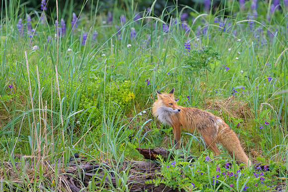 Red fox
