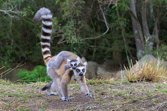 Ring-tailed lemurs