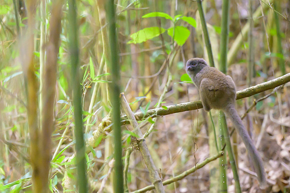 Gray bamboo lemur