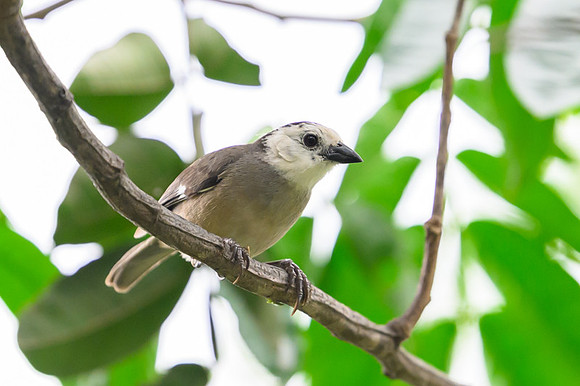 White-headed Brush-Finch