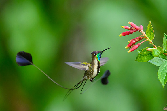 Marvellous Spatuletail Hummingbird