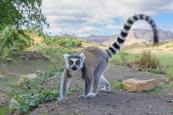 Ring-tailed lemurs