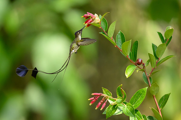 Marvellous Spatuletail Hummingbird