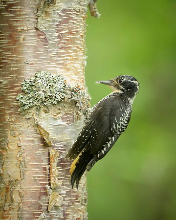 American Three-toed Woodpecker
