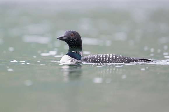 Common loon