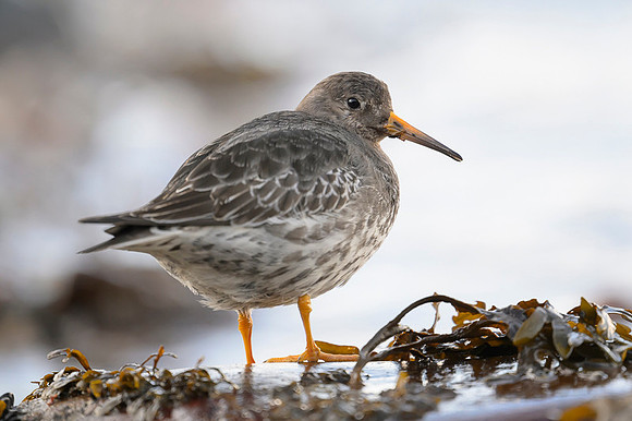 Purple sandpiper / Biegus morski