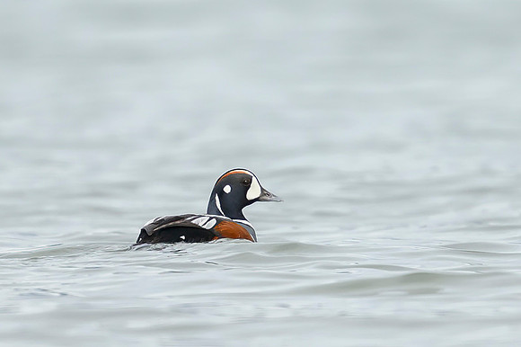 Harlequin Duck