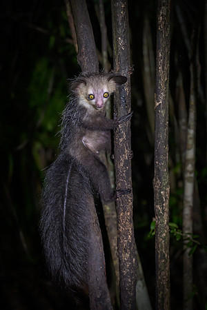 Aye-Aye