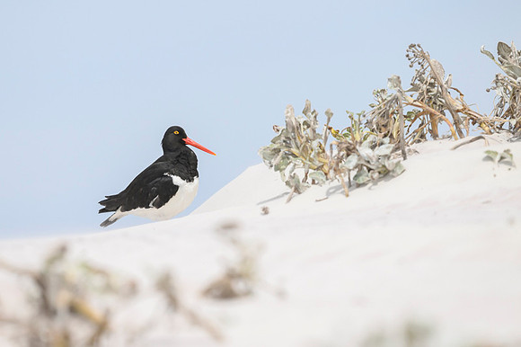 Magellanic Oystercatcher