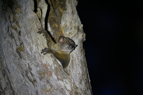 Coquerels giant mouse lemur
