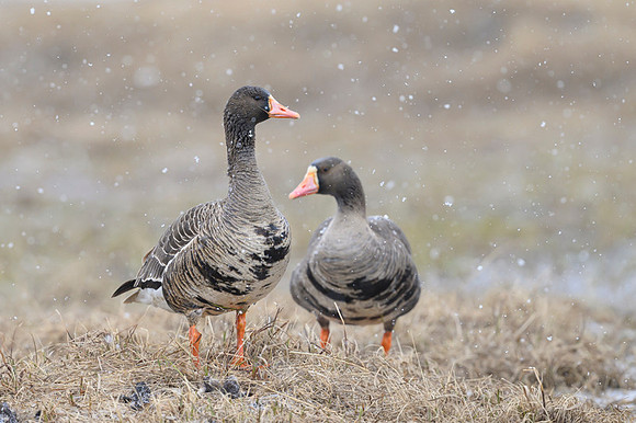 Greater white-fronted goose
