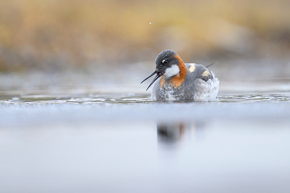 New Red-necked Phalarope