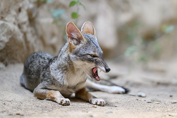 Sechuran Fox