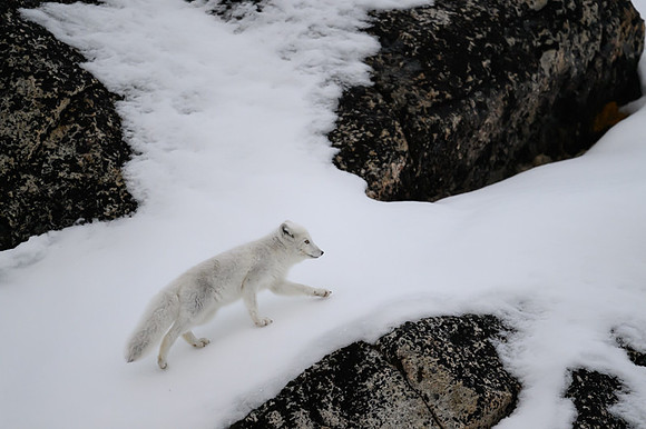 Arctic fox White