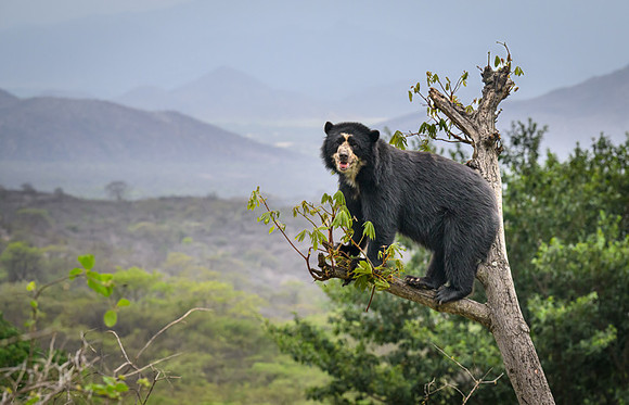 Spectacled Bear