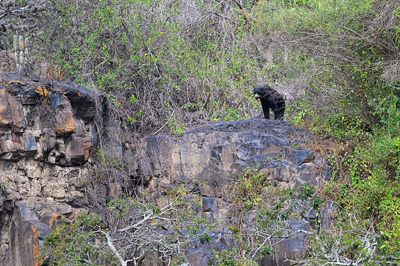 Spectacled Bear