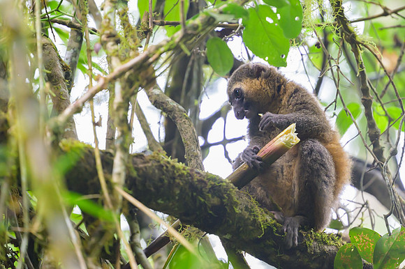 Golden Bamboo Lemur
