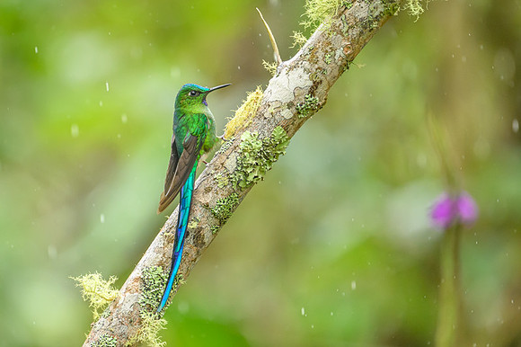 Long-tailed Sylph
