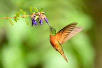 Chestnut-breasted coronet